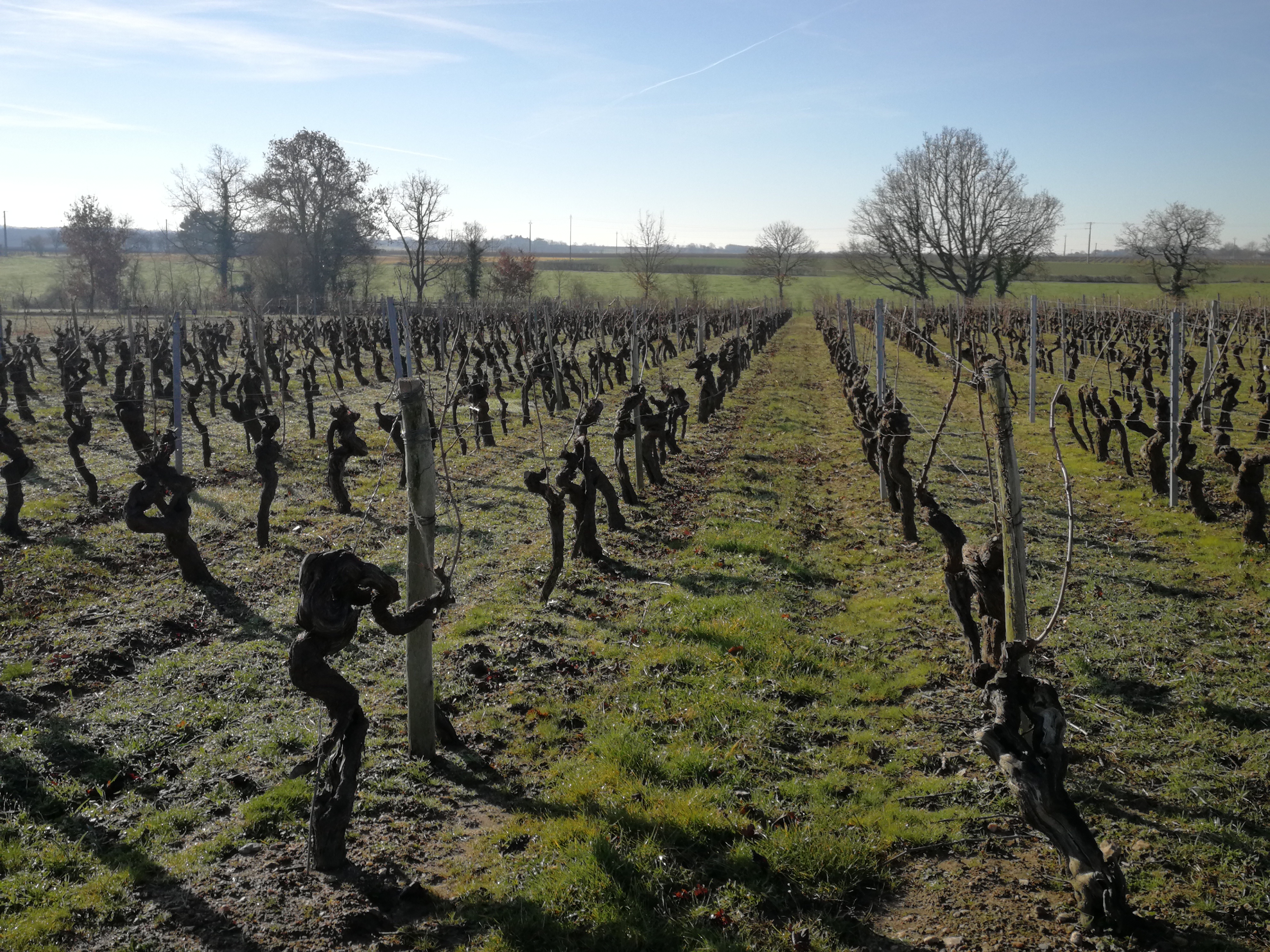 vins d'anjou domaine de la Clartière vins d'anjou domaine de la Clartière