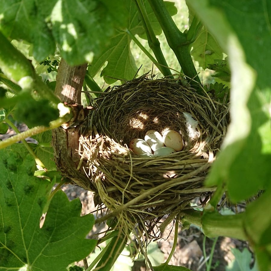 Domaine Terra Vitis Clartière