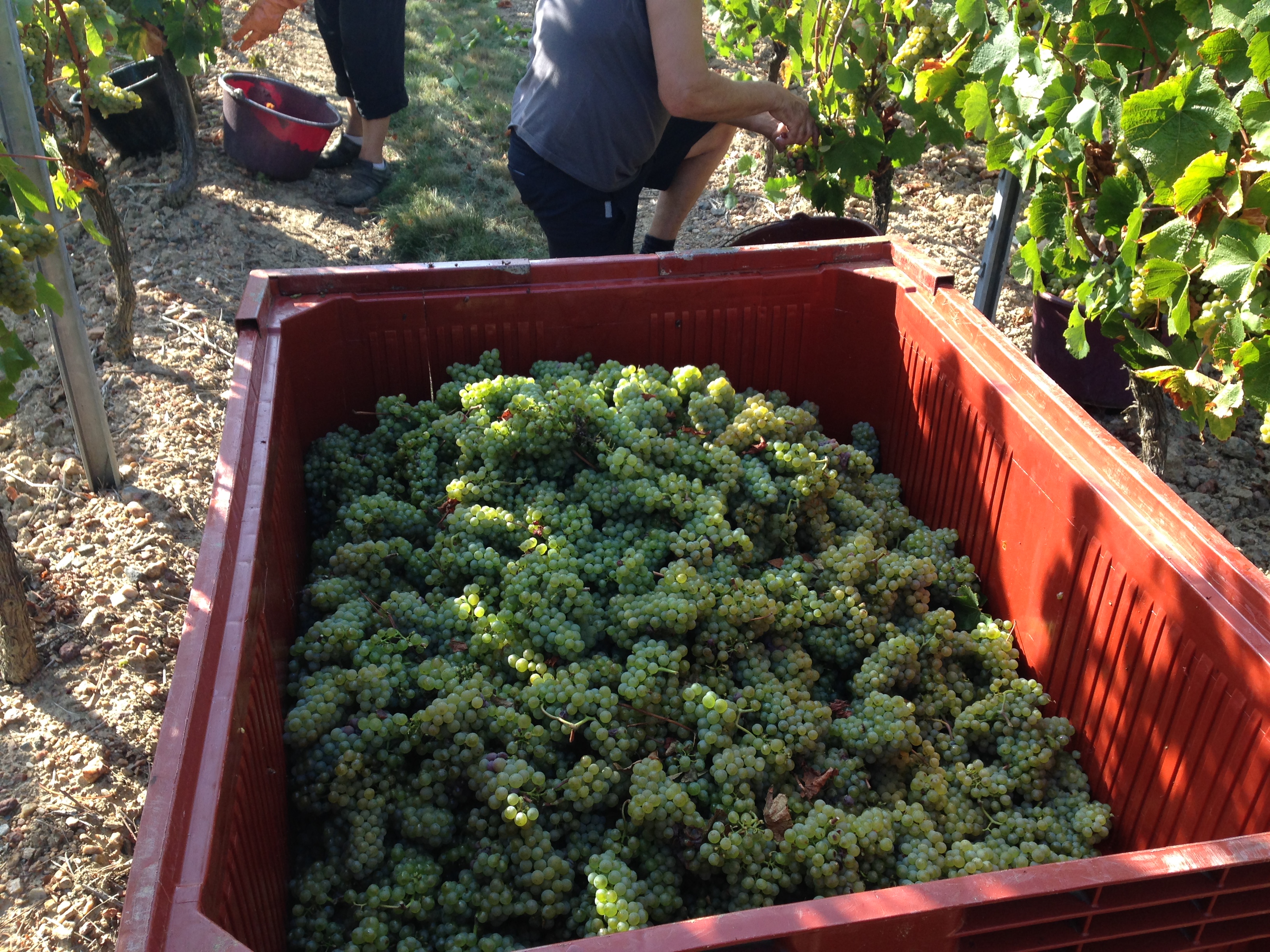 vendanges Crémant