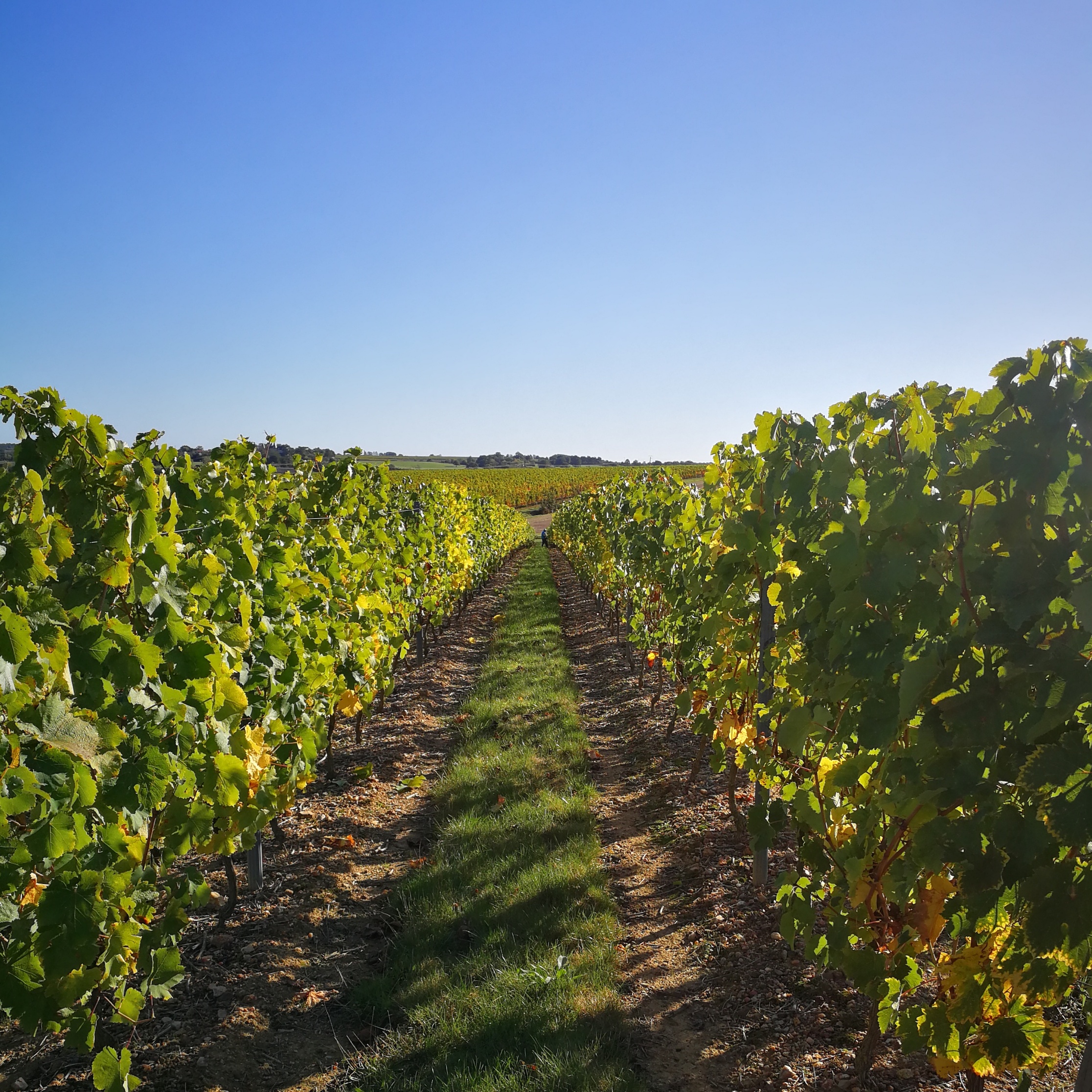 vignoble d'anjou