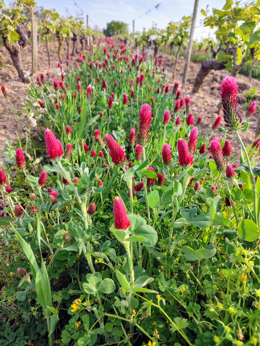 Les vignes de la Clartière