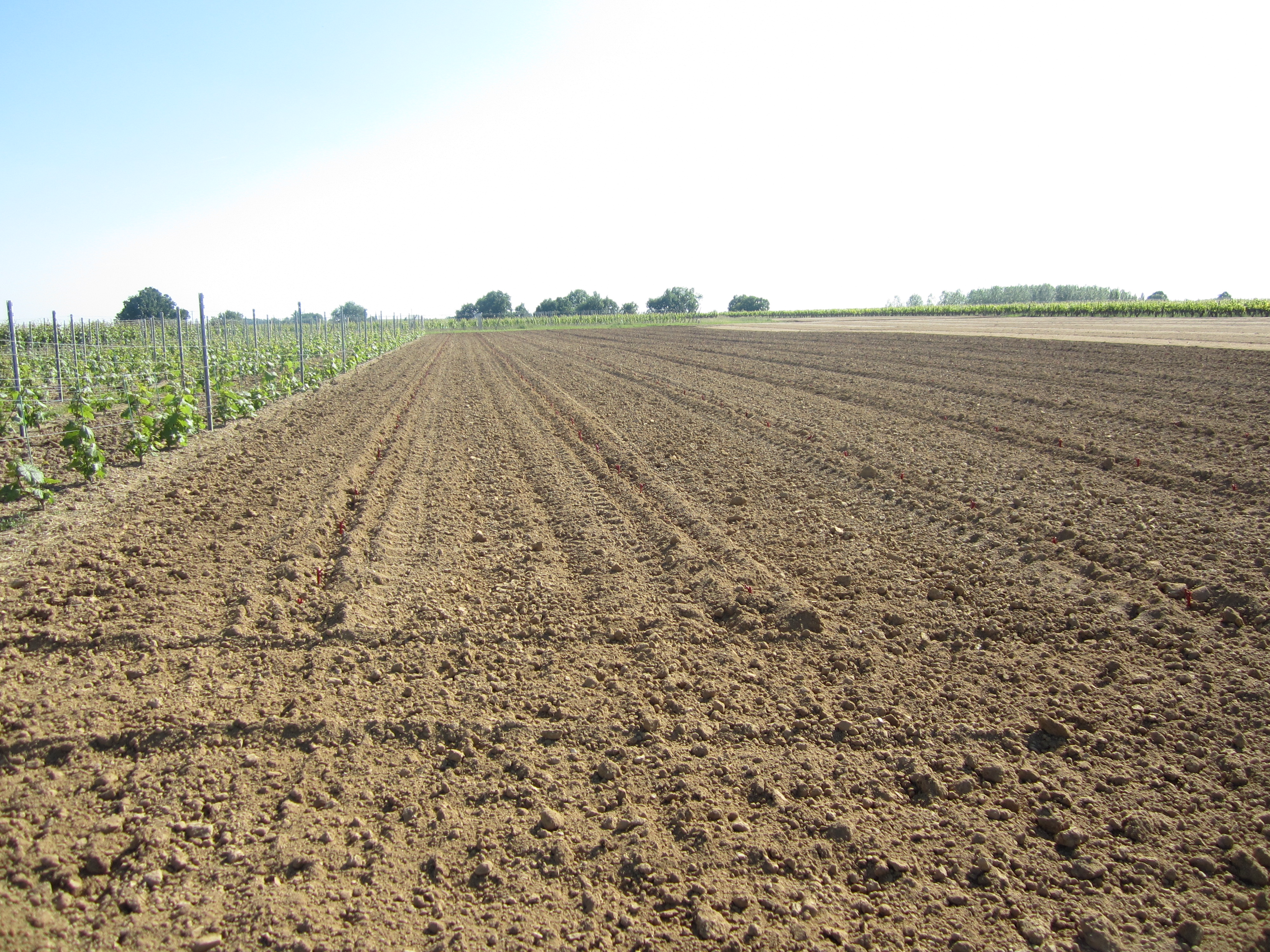 plantations_vigne