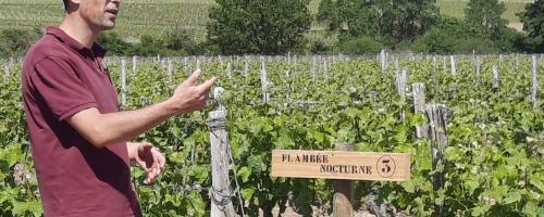 visite d'un vignoble en Val de Loire visite d'un vignoble en Val de Loire