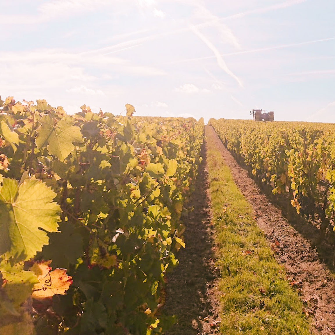 vignes domaine de la clartiere anjou